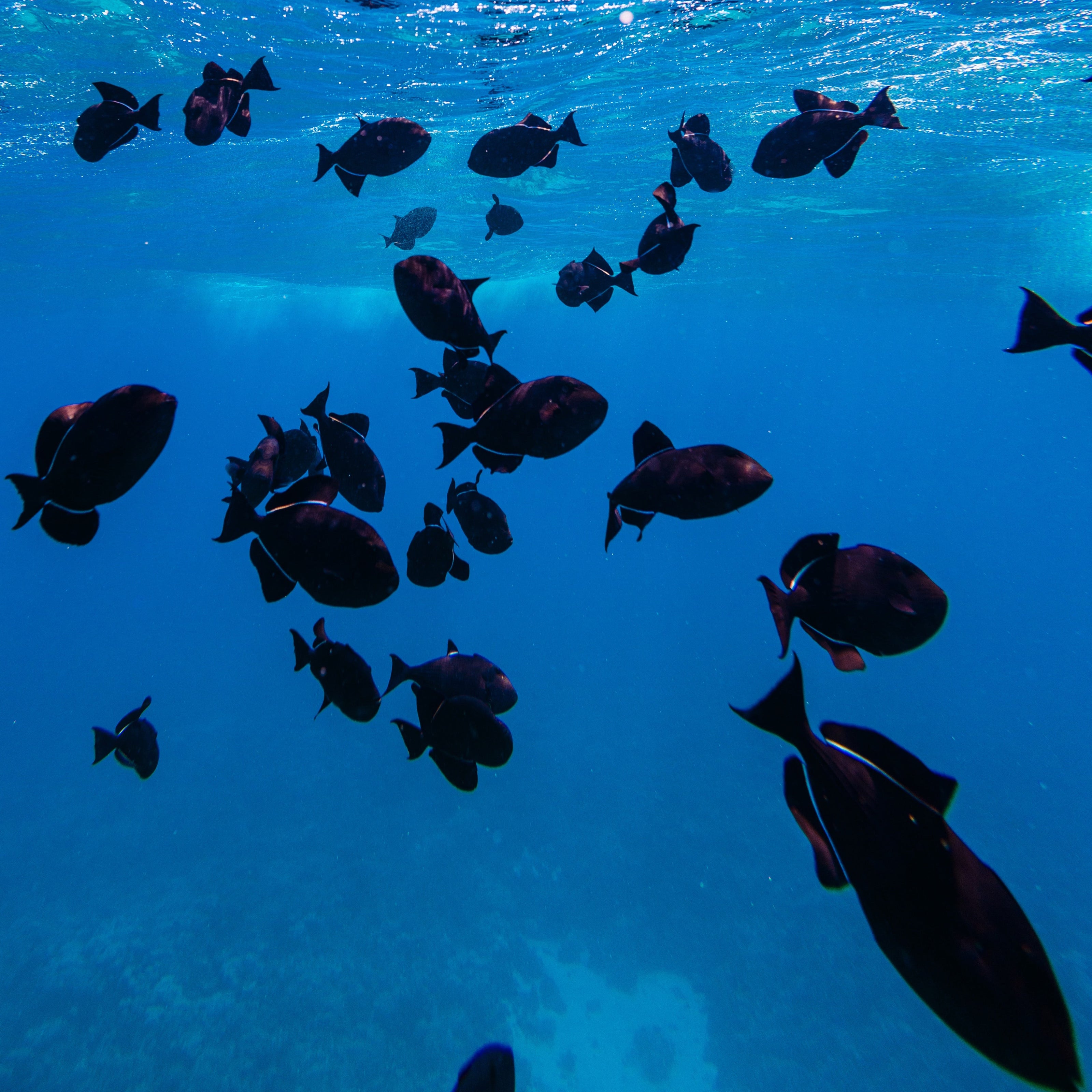 Maui Snorkel Sailing Tour